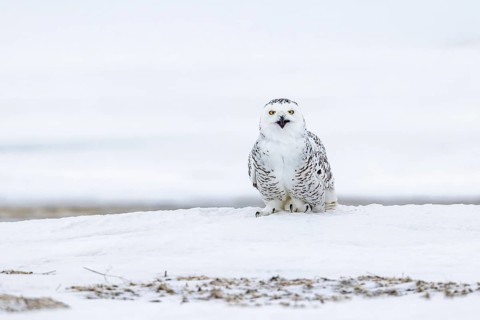 Snowy owl, polar owl, white owl, Arctic owl (Bubo scandiacus, Strix nyctea, Strix scandiaca) adult