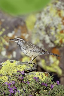 Cactus Wren Campylorhynchus brunneicapillus Tucson, Pima County, Arizona, United States 17 March
