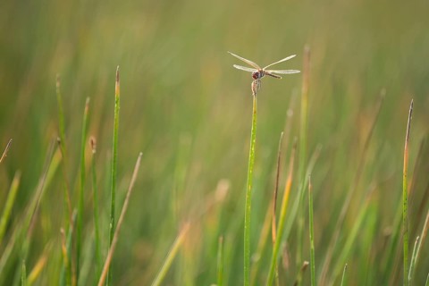 A dragonfly gracefully perches atop marsh grass in the wetlands of puebla de belena, Guadalajara.