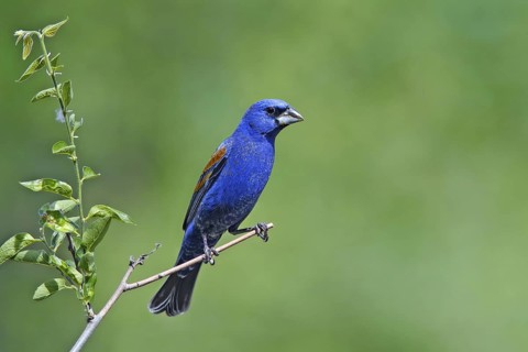 Blue Grosbeak Passerina caerulea Tucson, Arizona, United States 4 June Adult Male CARDINALIDAE