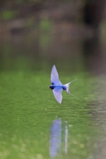 Barn Swallow (Hirundo rustica) flying over waterhole, Hesse, Germany