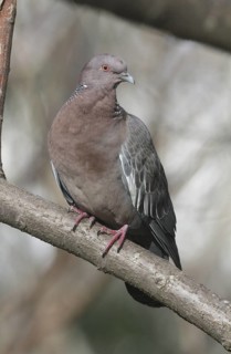 Picazuro Pigeon (Patagioenas picazuro), Buenos Aires, Argentina