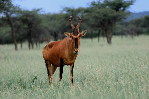 Red hartebeest (Alcelaphus buselaphus caama), Kaama, adult, alert, feeding, Mokala National Park,