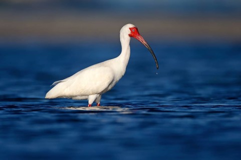 American White Ibis (Eudocimus albus) foraging, Florida, USA