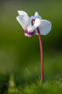 Early spring cyclamen (Cyclamen coum), Emsland, Lower Saxony, Germany
