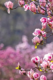 Magnolia blossom in the Moorish Garden at Wilhelma. Magnolias (Magnolia) are in bloom in the
