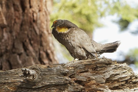 Sooty Grouse (Dendragapus fuliginosus) male, California, USA