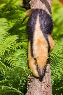 A southern tamandua (Tamandua tetradactyla), climbs down a tree in a forest