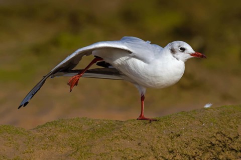 Black-headed Gull (Chroicocephalus ridibundus) stretching wing and leg, Asturias, Spain