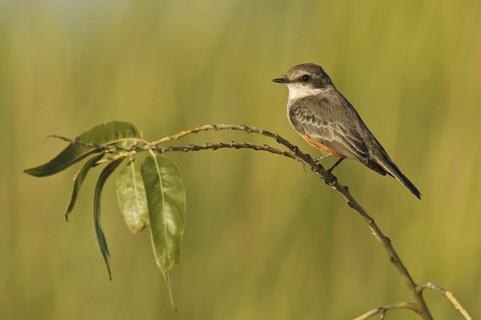 Vermilion Flycatcher (Pyrocephalus rubinus), Arizona, USA