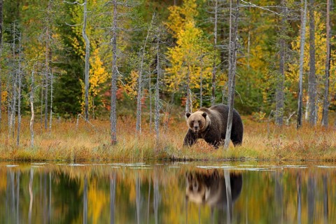 Bear hidden, yellow forest. Autumn trees with bear, mirror reflection. Beautiful brown bear walking