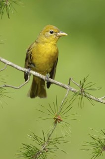 Summer Tanager (Piranga rubra), Texas, USA
