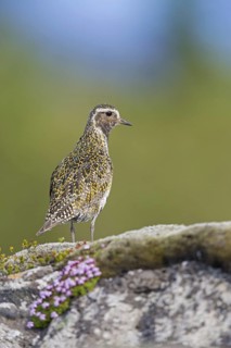 Golden plover, (Pluvialis apricaria), Charadrius apricaria, animals, birds, plover, plover family,