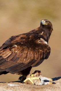 Golden Eagle (Aquila chrysaetos) female, Castile and Leon, Spain