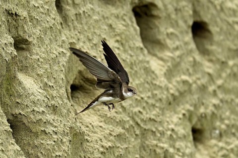 Sand martin (Riparia riparia), taking off from its breeding tube, Reussegg nature reserve, Canton