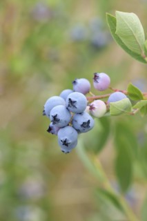 Blueberry (Vaccinium corymbosum 'Biloxi'), Bundessorteamt, Marquardt testing centre, Marquardt,