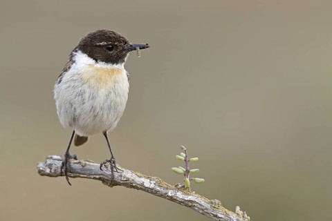 Canary Islands Stonechat (Saxicola dacotiae), Fuerteventura, Spain
