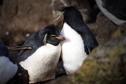 Southern rockhopper penguins (Eudyptes chrysocome), two adults standing close together in the