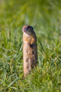 A European ground squirrel (Spermophilus citellus) or European souslik stands erected in tall green