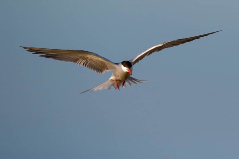 Common Tern (Sterna hirundo) flying, Greece