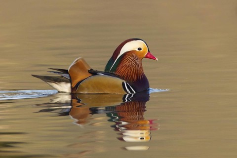 Mandarin Duck (Aix galericulata) male, Lower Saxony, Germany