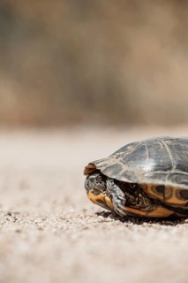 Close-up of a Spanish Pond Turtle resting on sunlit sand, showcasing its detailed shell and head.
