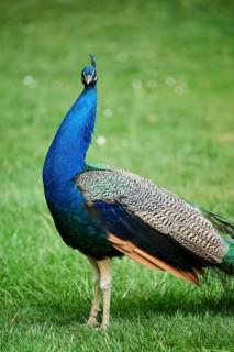 Indian peafowl (Pavo cristatus) standing on a meadow, Spain