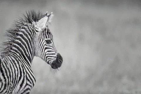 Burchell's Zebra (Equus burchellii) foal close-up, Limpopo, South Africa