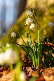 Close-up of blooming spring knotweed (Leucojum vernum), also known as marsh fritillary, in the warm