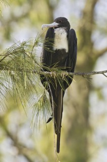 Great Frigatebird (Fregata minor), Hawaii, USA
