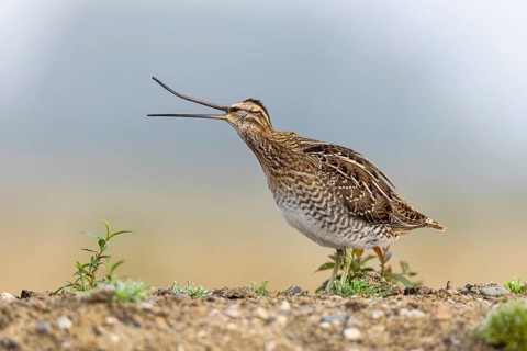 Common Snipe (Gallinago gallinago) with open bill, North Rhine-Westphalia, Germany