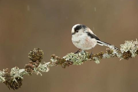 Long-tailed Tit (Aegithalos caudatus europaeus) perched on a lichen branch, Grisons, Switzerland
