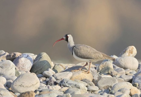 Ibisbill (Ibidorhyncha struthersii), Uttarakhand, India