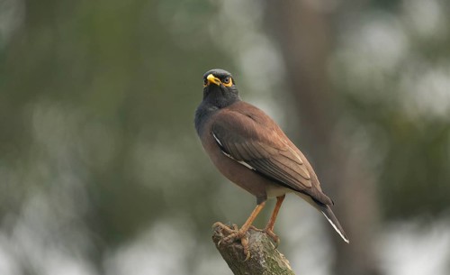 A Common Myna (Acridotheres tristis), Sreepur, Gazipur, Bangladesh