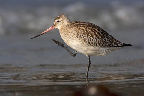 Bar-tailed Godwit (Limosa lapponica), Schleswig-Holstein, Germany