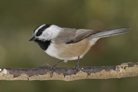 Mountain Chickadee (Poecile gambeli), New Mexico, USA