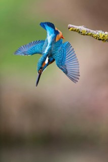 Kingfisher (Alcedo attis), adult male, in flight diving from a branch into a stream to catch a