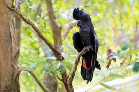 Red-tailed Cockatoo (Calyptorhynchus banksii), Banks' Cockatoo, adult, male, perch, alert,