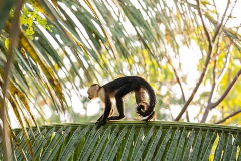 Capuchin monkey walks on a palm tree in the jungle, Osa Peninsula, Puntarenas, Costa Rica