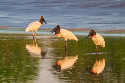 Three birds at the water with reflections, peaceful in natural environment, Jabiru (Jabiru