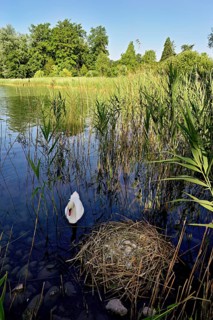 Mute swan (Cygnus olor), male swimming in front of nest with four eggs, Cham, Lake Zug, Canton Zug,