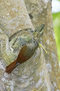 Ivory-billed Woodcreeper Xiphorhynchus flavigaster Sayulita, Nayarit, Mexico 1 April Adult