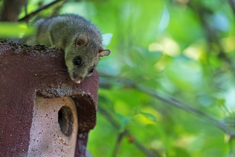 Dormouse (Glis glis), animals, mammals, dormice, nocturnal, rodents, sits on nesting box,