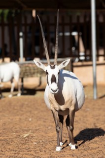 Arabian oryx (Oryx leucoryx) in the Arabian Oryx Camp, Wahiba Sands desert or Rimal Al Wahiba or