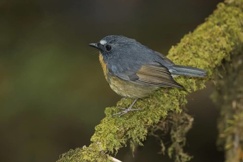 Snowy-browed Flycatcher (Ficedula hyperythra) male, Doi Inthanon, Thailand