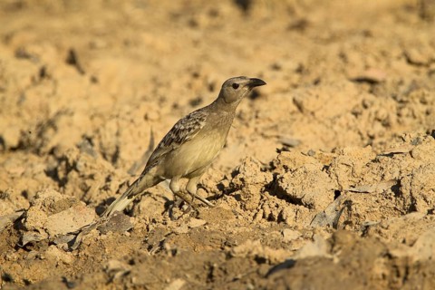 Great Bowerbird (Chlamydera nuchalis), Australia