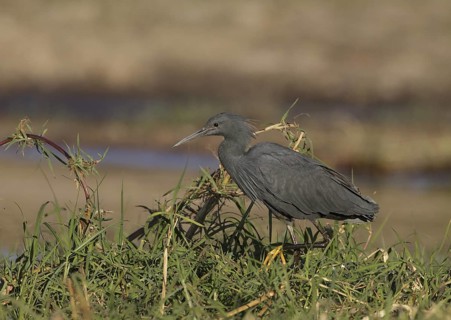 Slaty Egret (Egretta vinaceigula), Chobe, Botswana