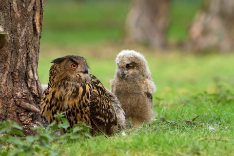 Eurasian Eagle-Owl (Bubo bubo) female with chick, Utrecht, Netherlands