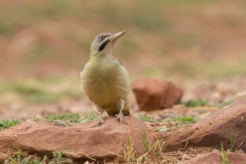 Levaillant's Woodpecker (Picus vaillantii) male, Morocco