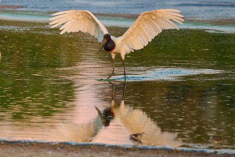 A bird with wide open wings reflected in the water, Jabiru (Jabiru mycteria), Pantanal, Mato